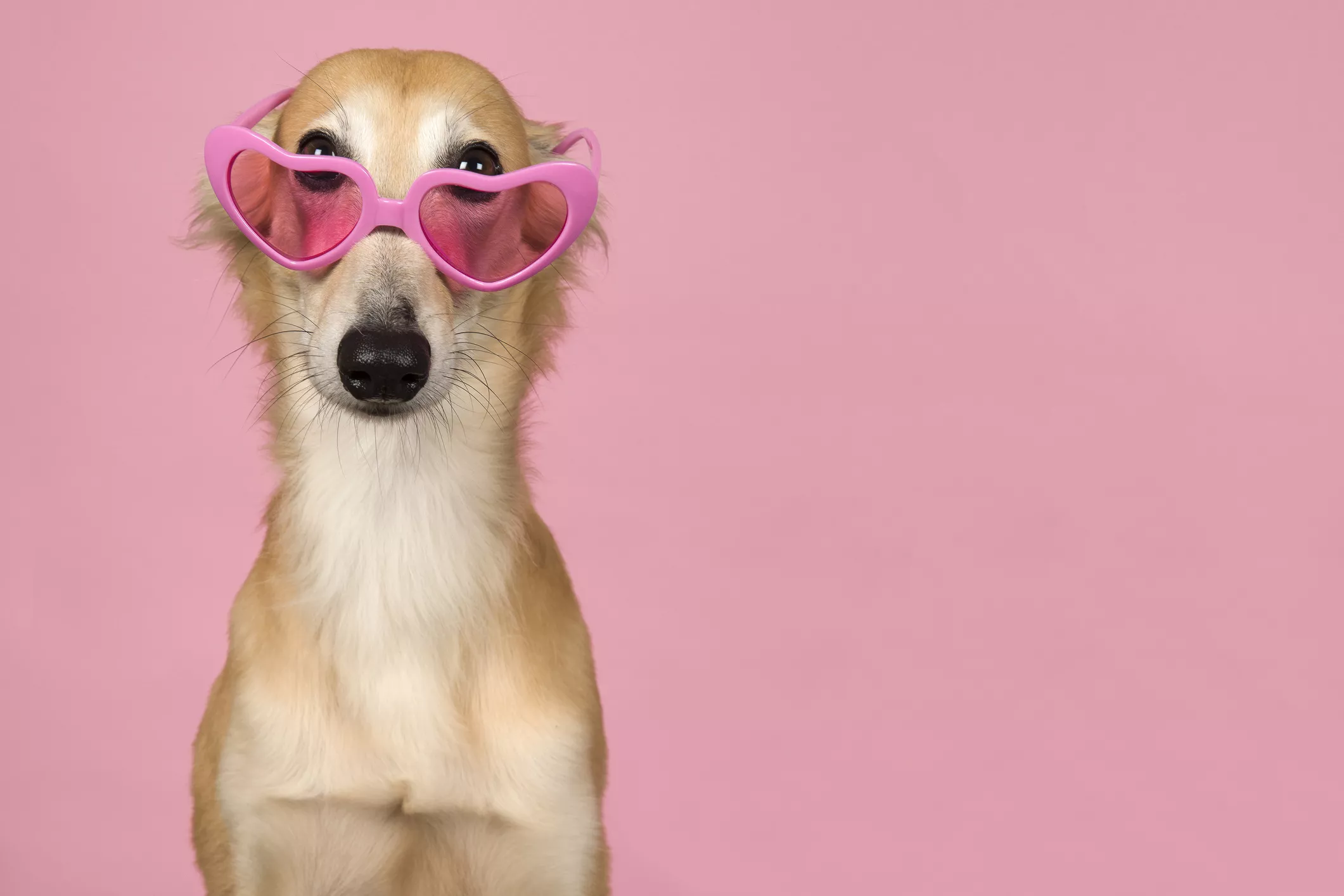 Pup Dressed Up Like 'Barbie Girl,' Complete With Hair Bows, Melts Hearts - Vimarsana News