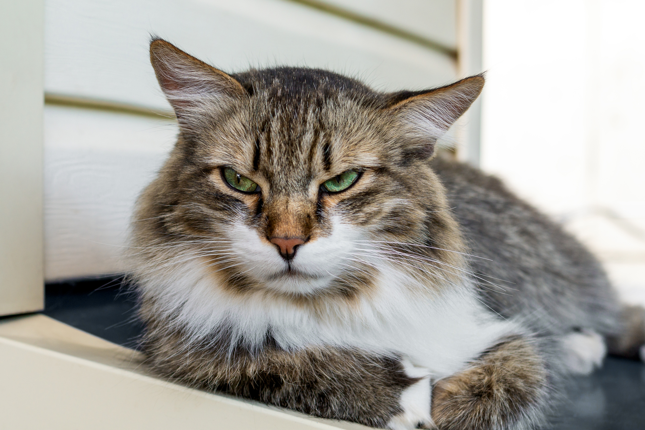 Premium AI Image  A cat with an angry expression on its face