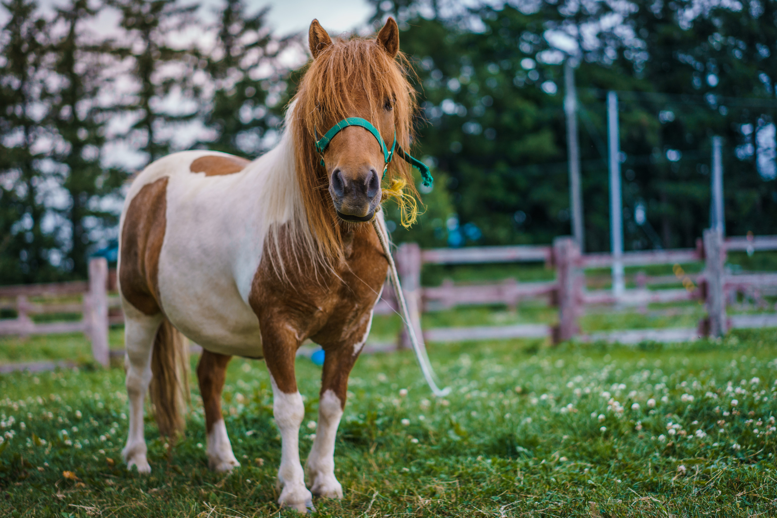 Tiny Pony That Constantly Has the Zoomies Has Internet in Stitches