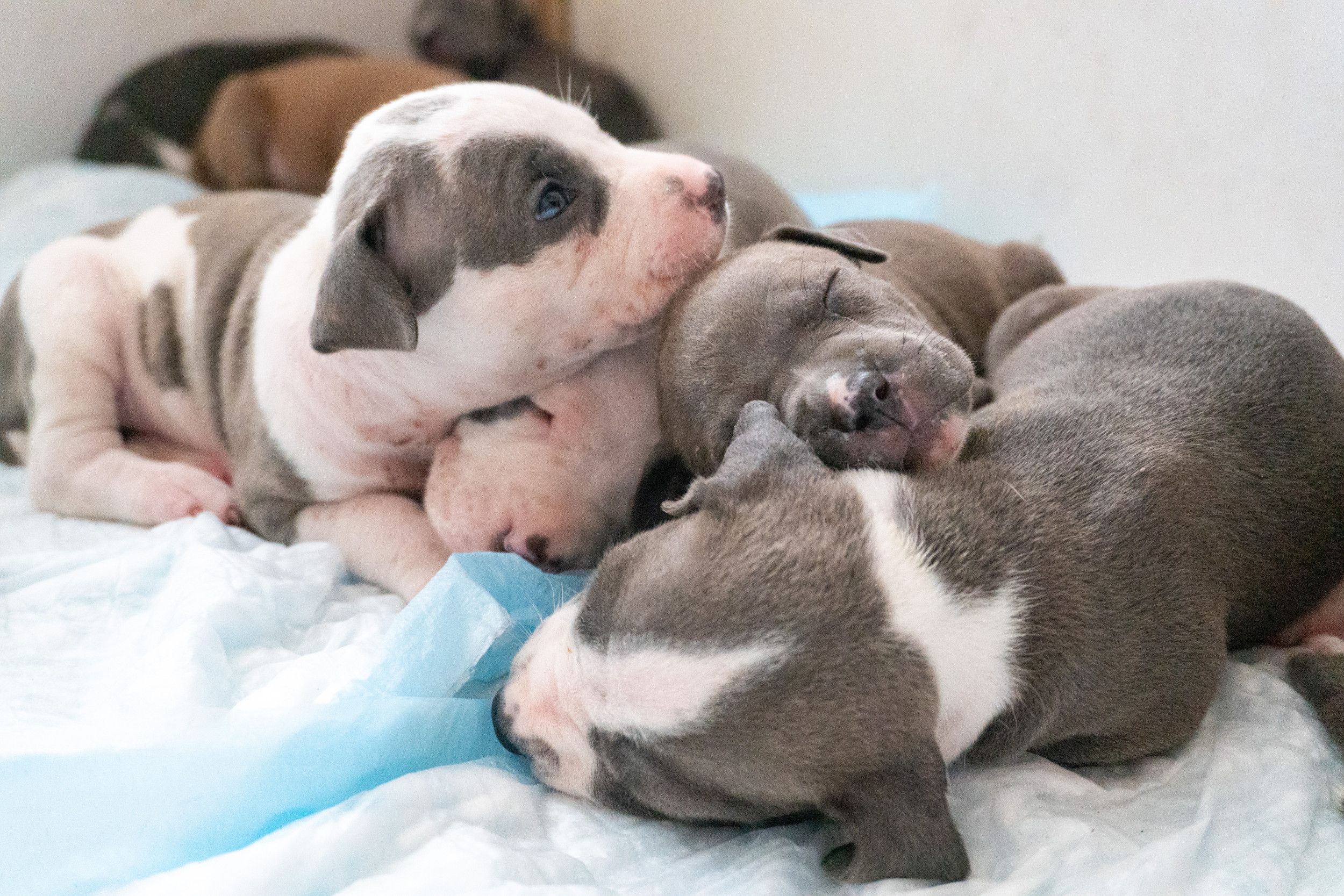 Puppies Sleeping Together