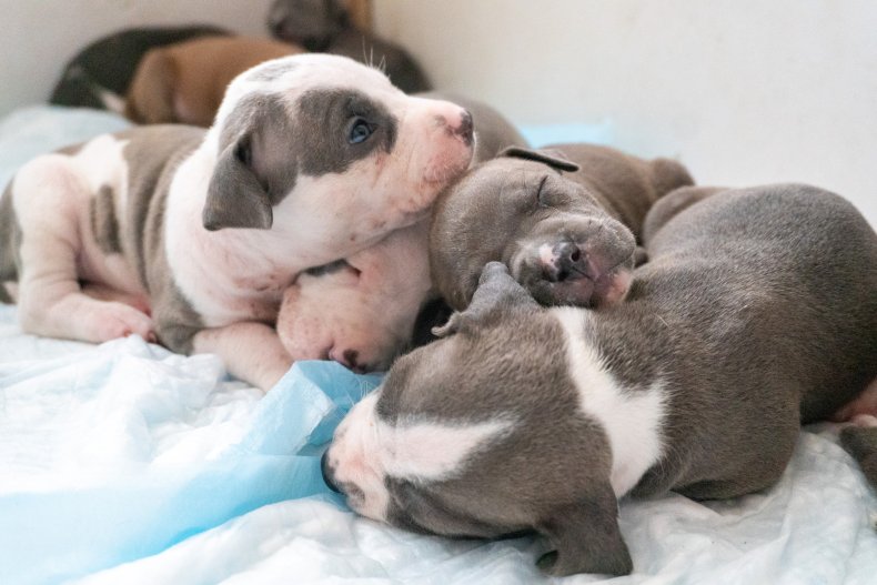 Pit bull puppies sleeping together.