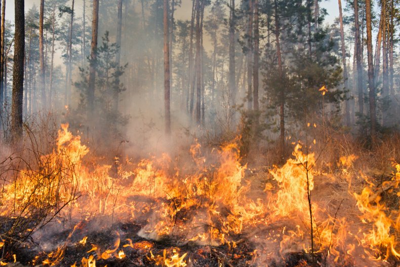 wildfire