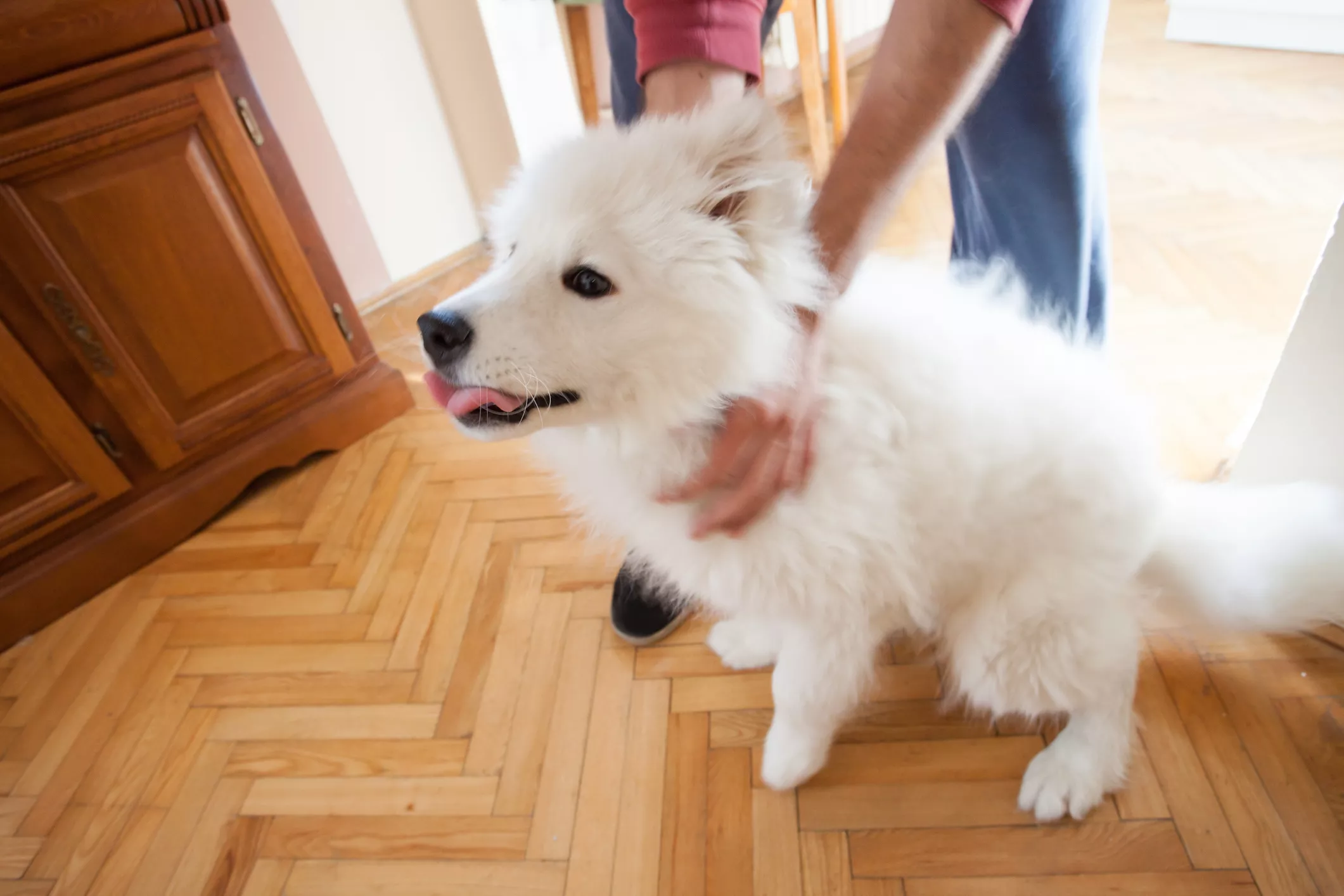 excited-samoyed-puppy.webp?w=1600&h=900&q=88&f ...
