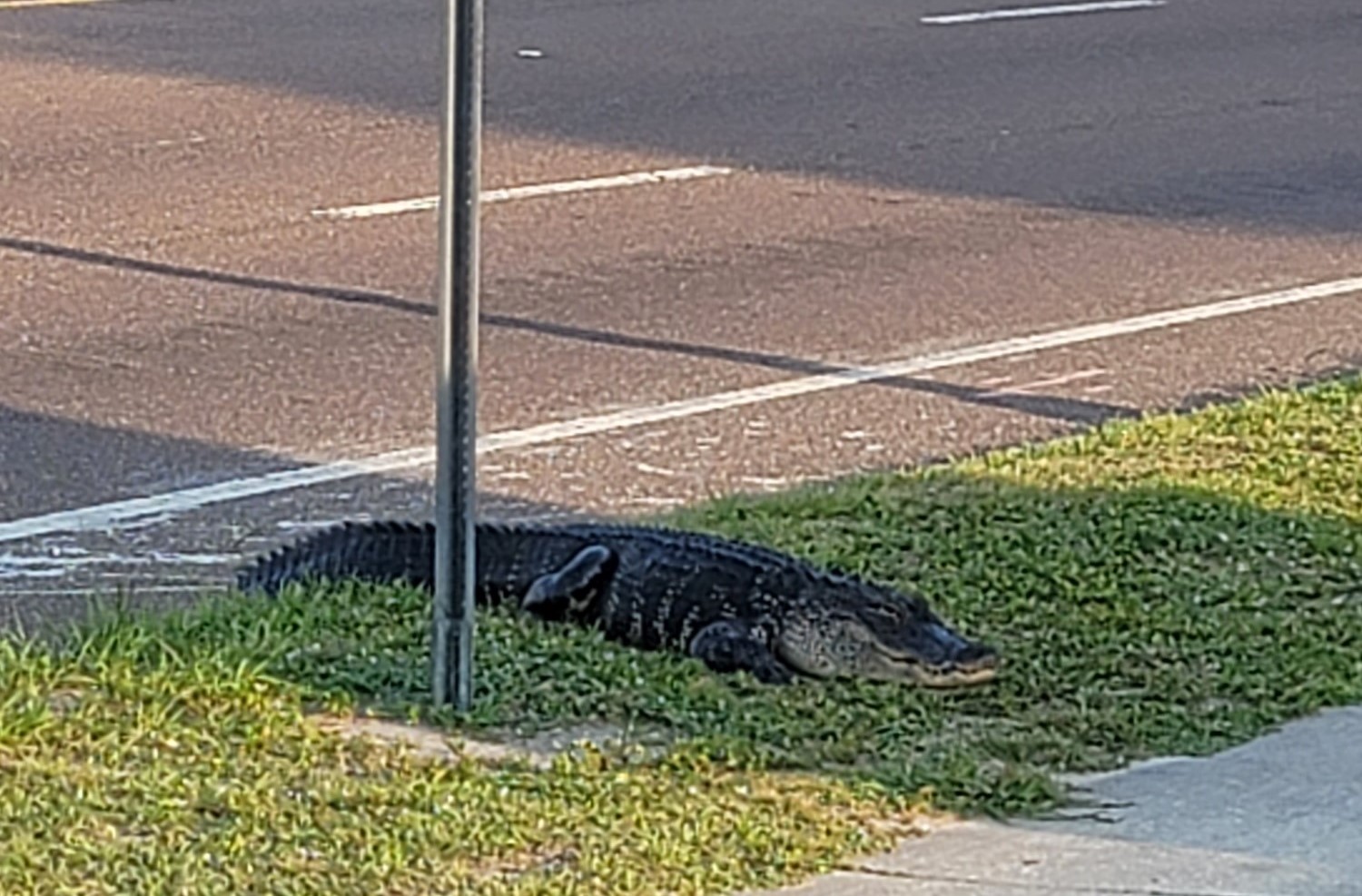 Un Alligator Aperçu De Façon Hilarante En Train Dattendre Le Bus En Floride Reelnouvelles 7271