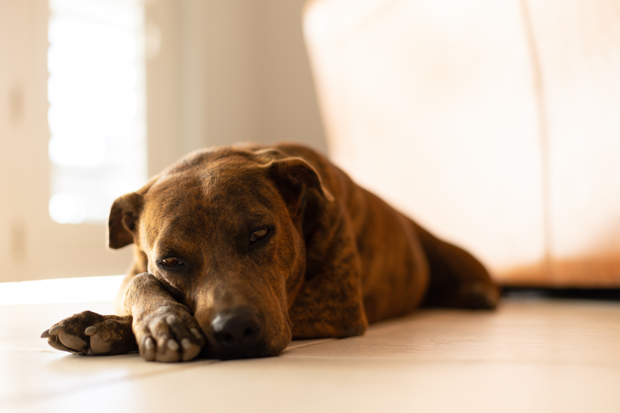Hearts Break After Owner Hides Camera to See What Dog Does When He's Out - Vimarsana News