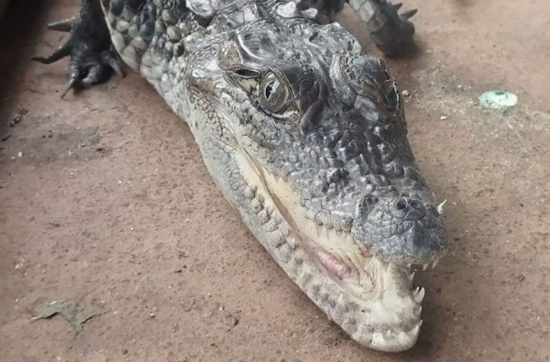 Crocodile