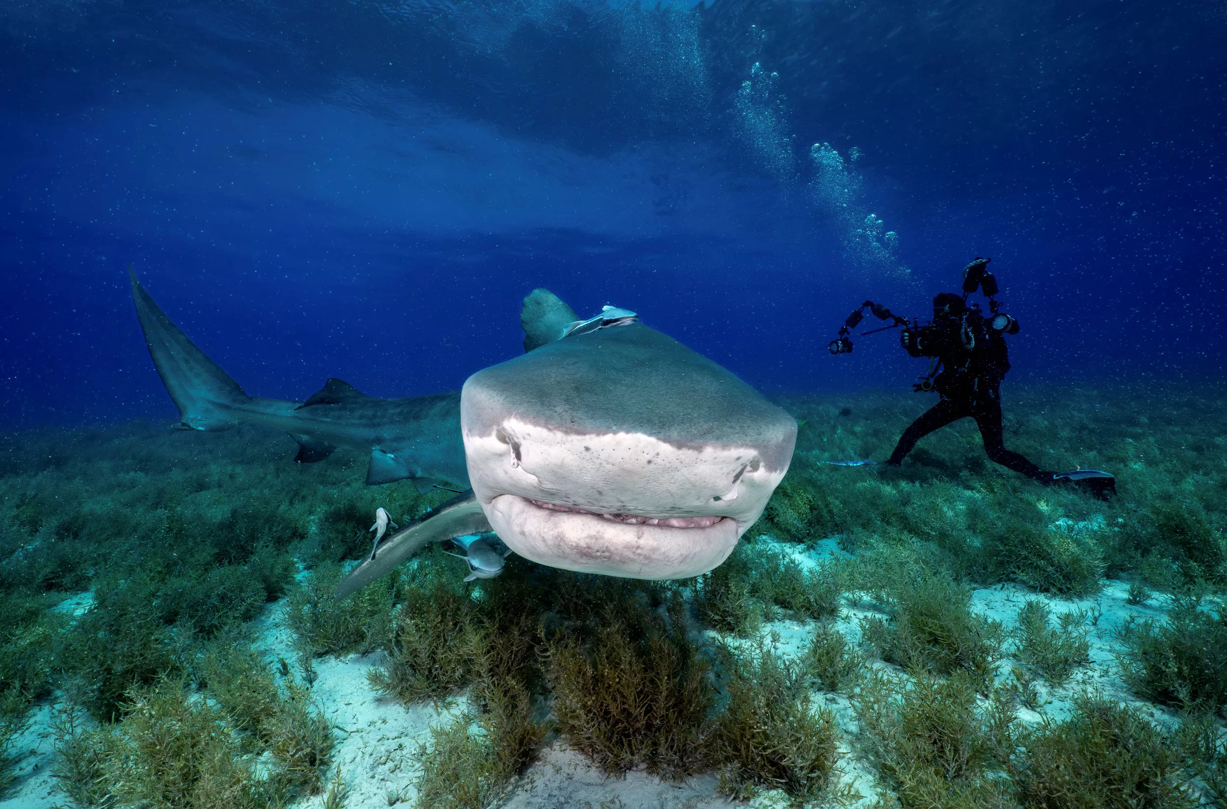 Moment Man Comes Face-to-Face With 15ft Tiger Shark: 'Maintain Eye Contact' - Vimarsana News