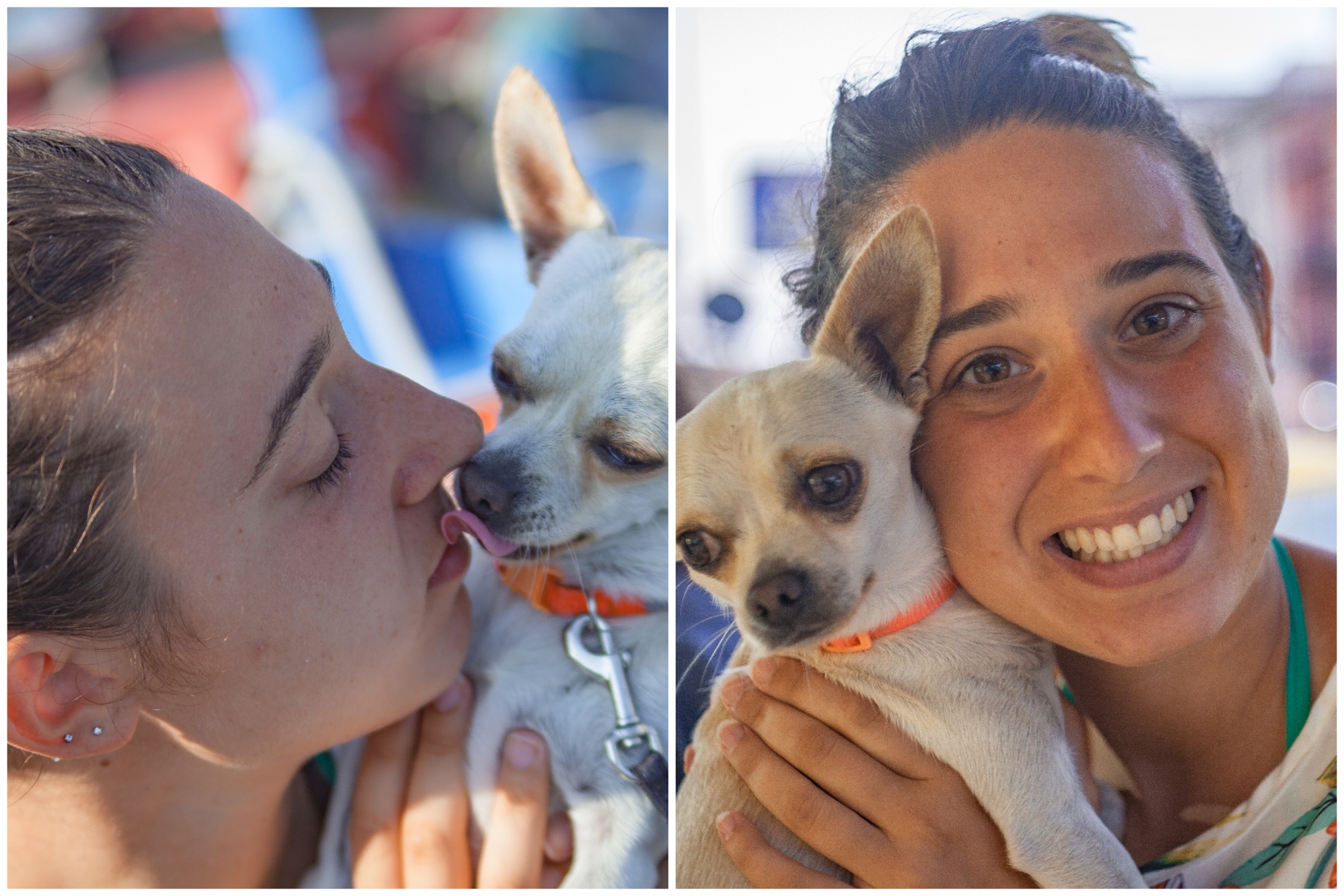 Dog Goes Missing from Las Vegas Home, Turns Up 330 Miles Away