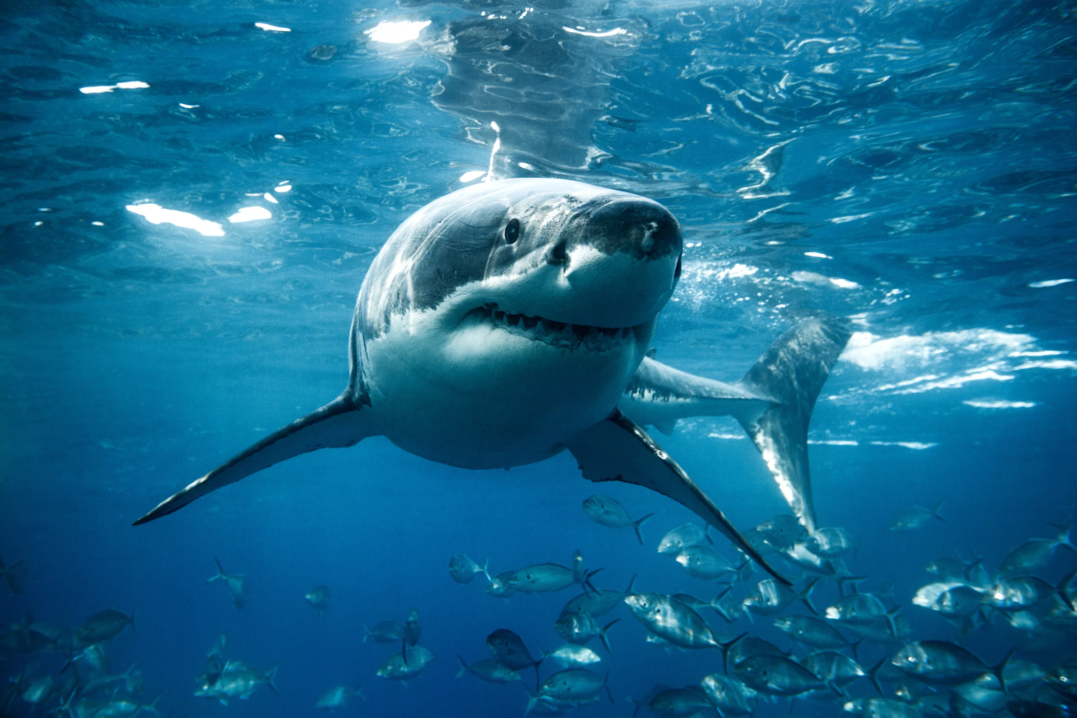 How Shark Habits Can Help Predict Hurricanes - Vimarsana News