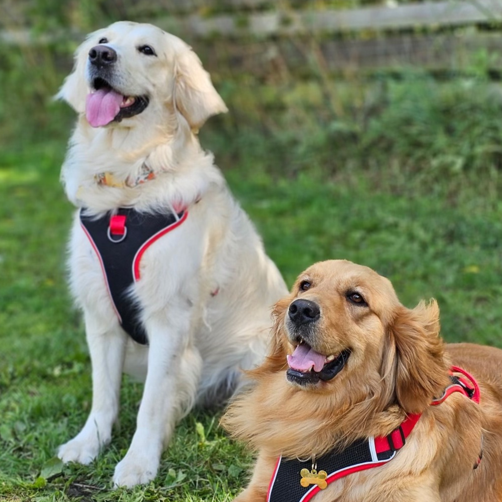 International golden retriever 2024 rescue