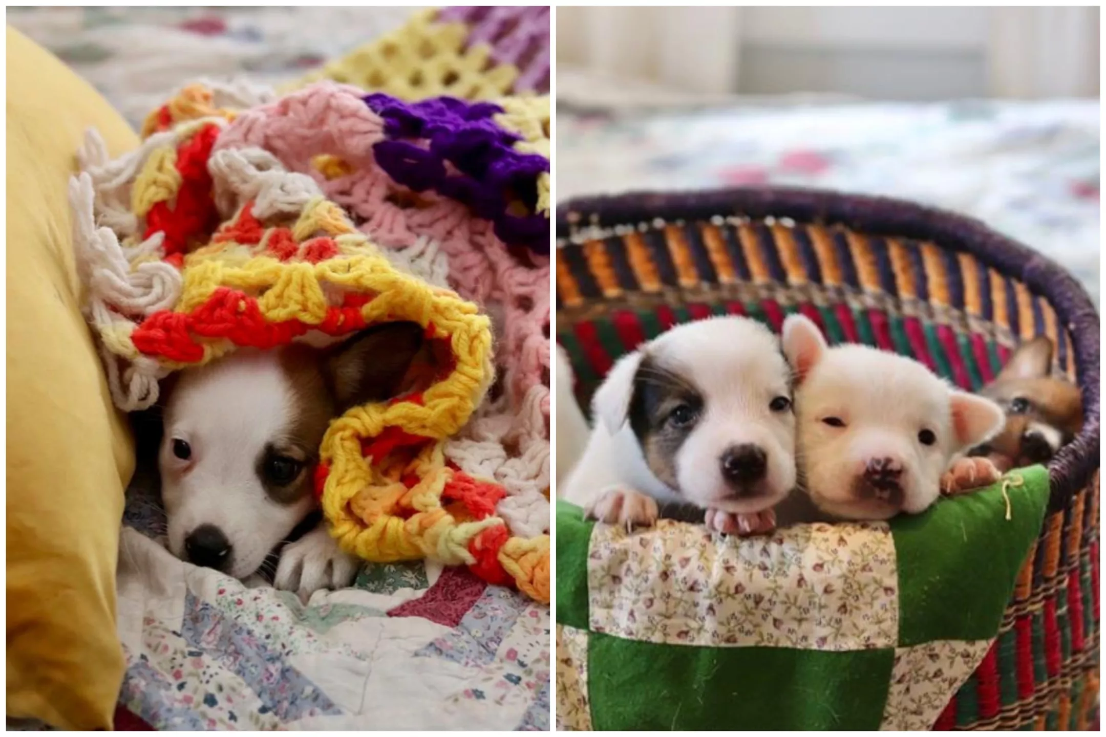 'Heroes' Rescue 12 Puppies Trapped Under Burned Home, Now Reunited With Mom - Vimarsana News