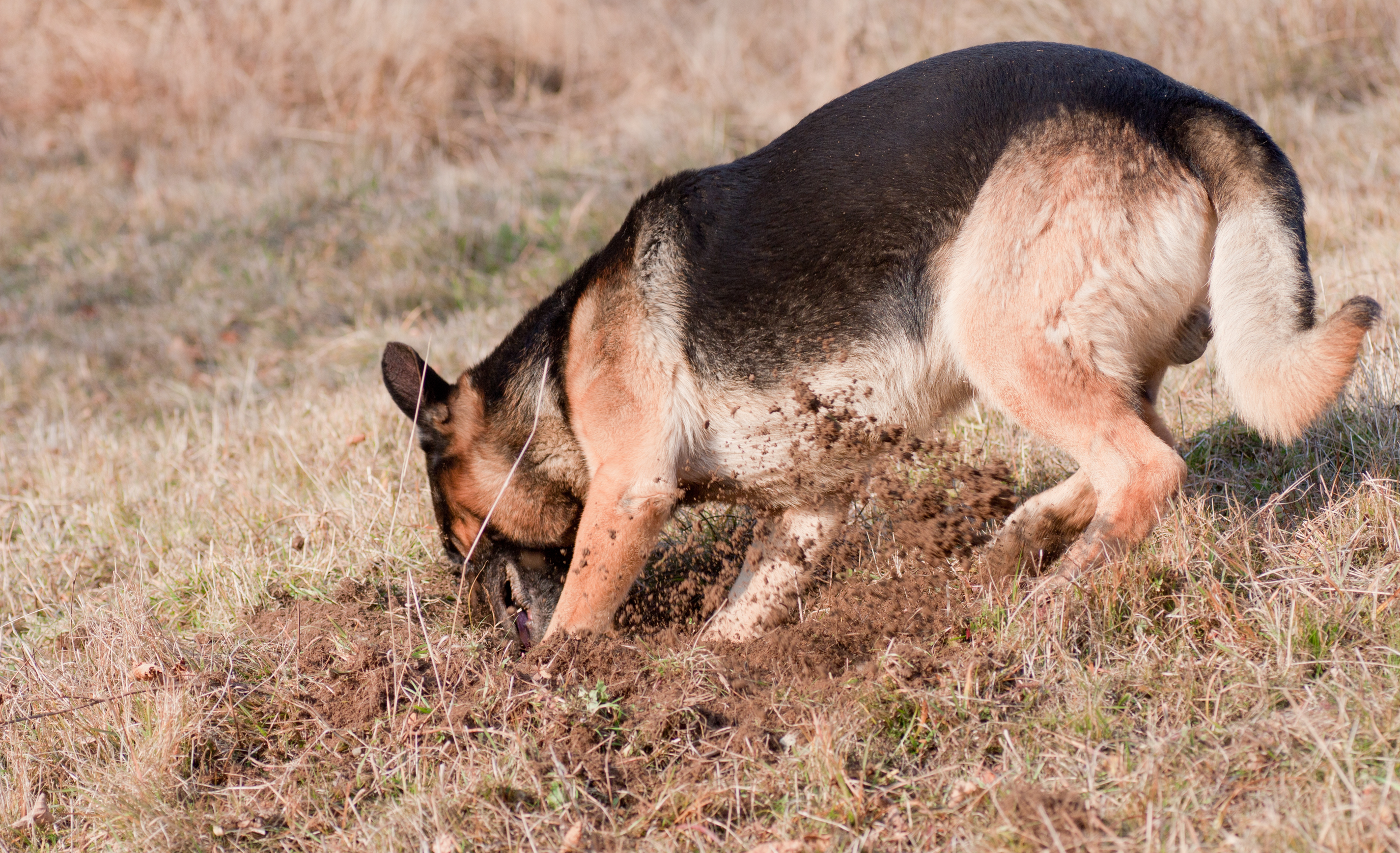 German cheap shepherd digging