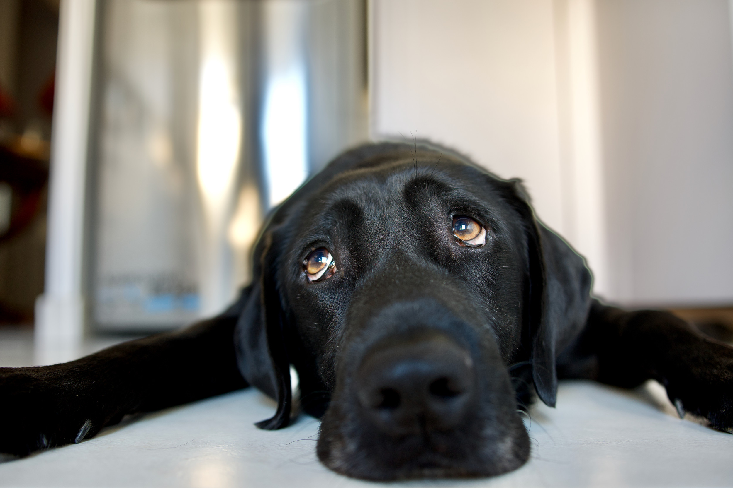 Shock as Vet Discovers Entire Bag of Dog Food in Labrador s Stomach Newsweek