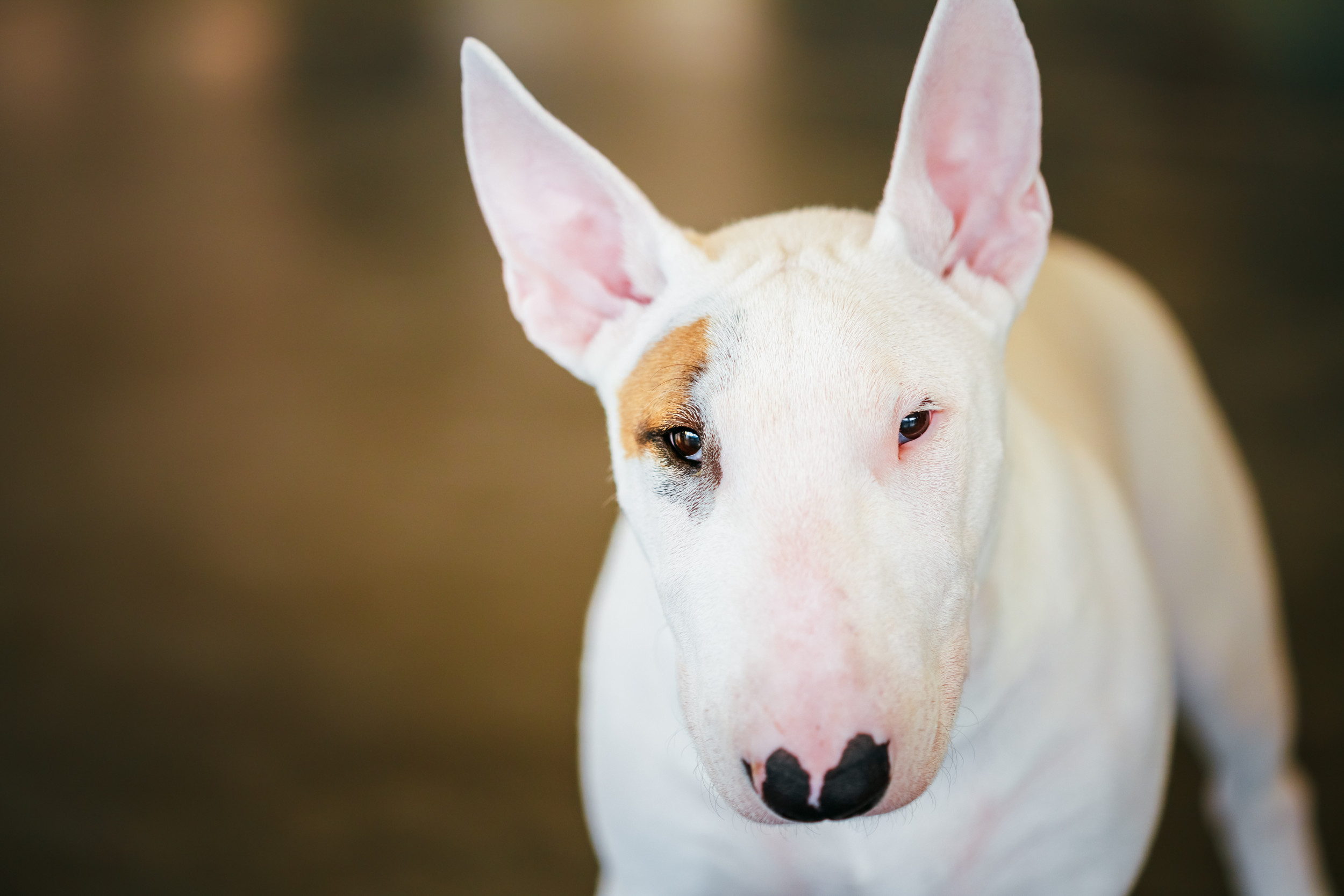 Tom hardy hot sale bull terrier