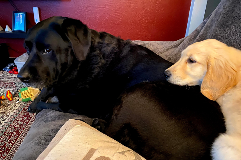 Flower giving Daisy the puppy side eye