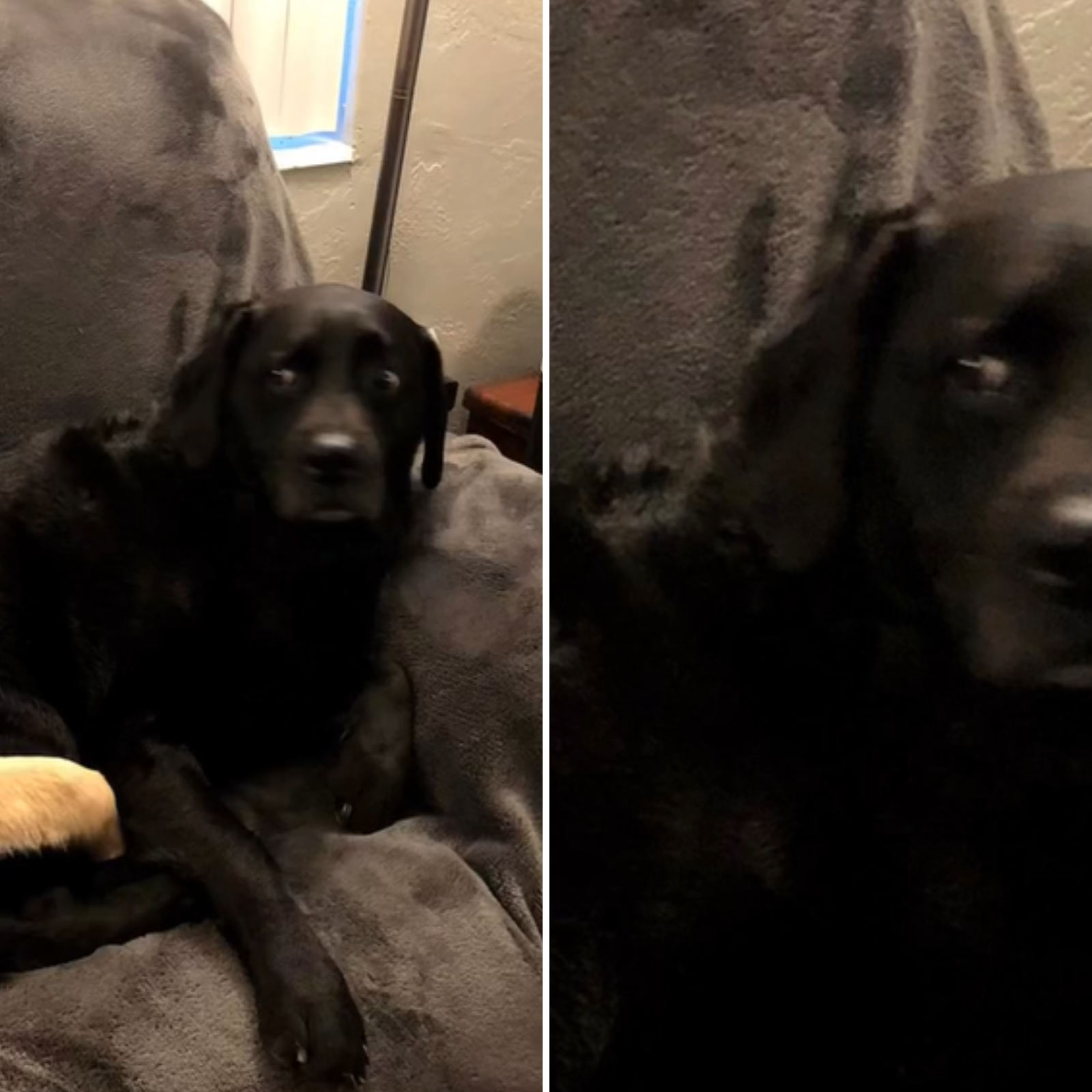 Black lab hotsell golden retriever puppies