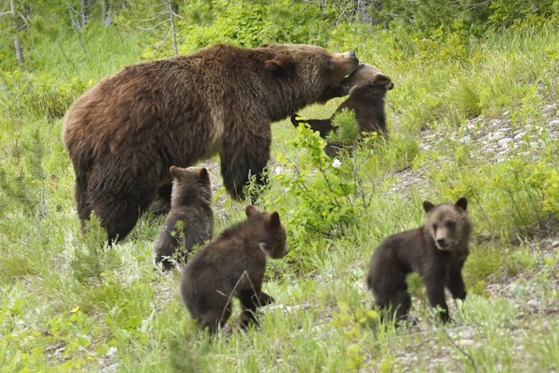 mother bear attacks