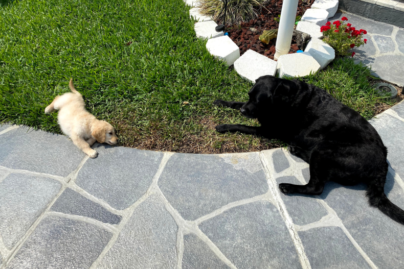 Daisy trying to get Flower's attention