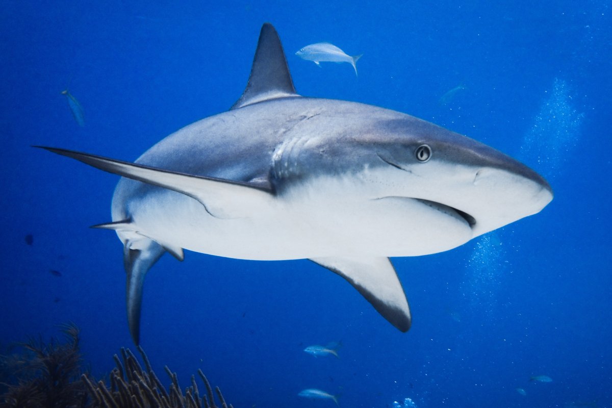 Sharks investigated over cocaine theory