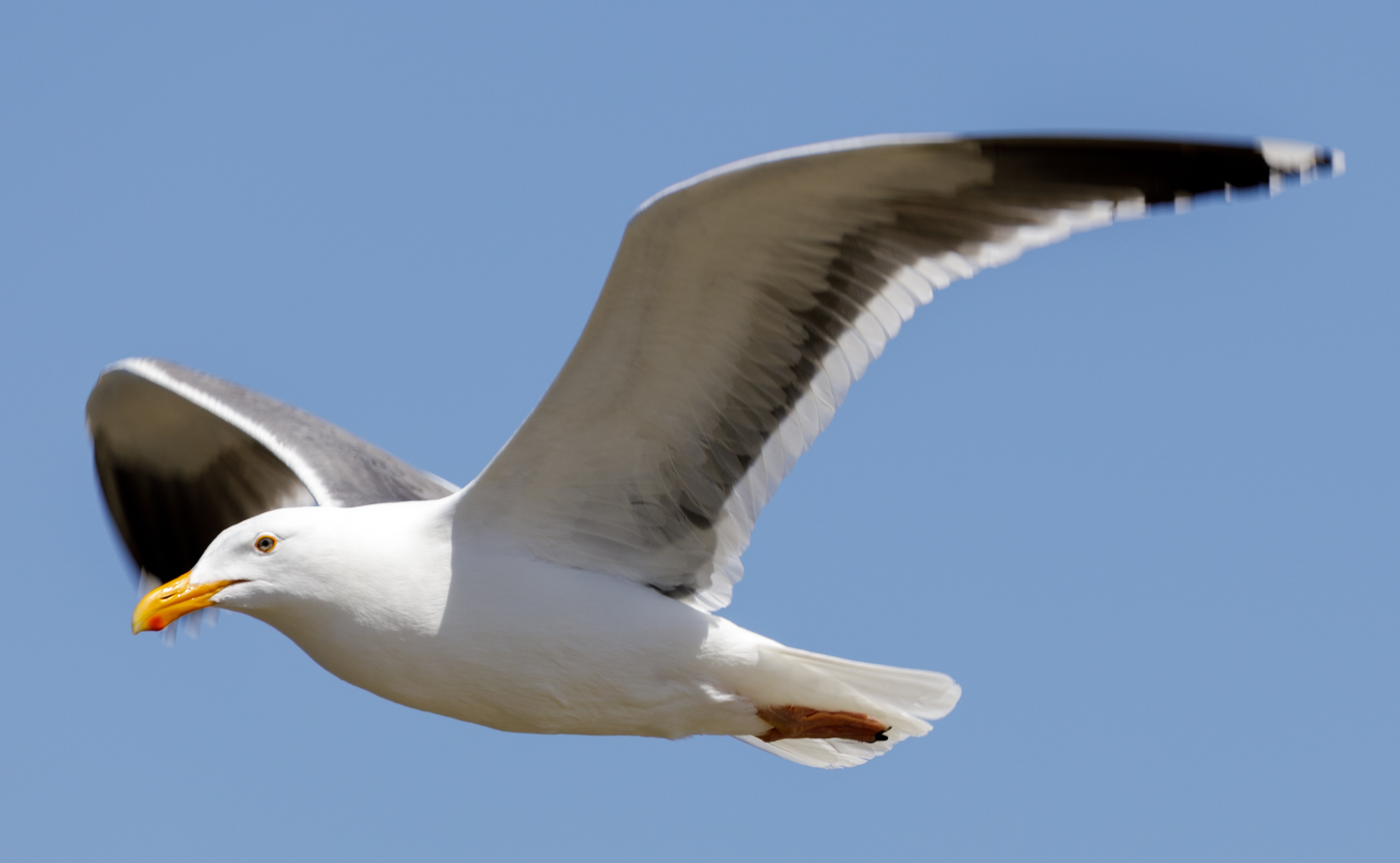 Seagulls that 'fear no man' plague Boston restaurant