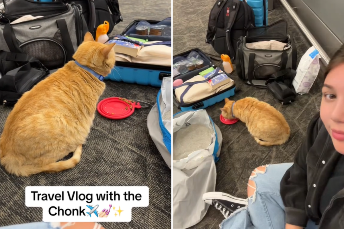 Watch As Well-Behaved Cat Enjoys First Plane Ride: 'Goodest Boy' - Newsweek