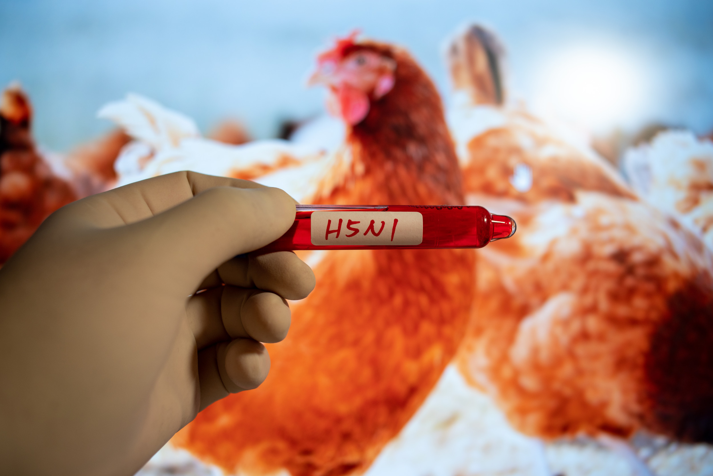 Fact Check Could Bird Flu Kill One in Four Americans? Newsweek