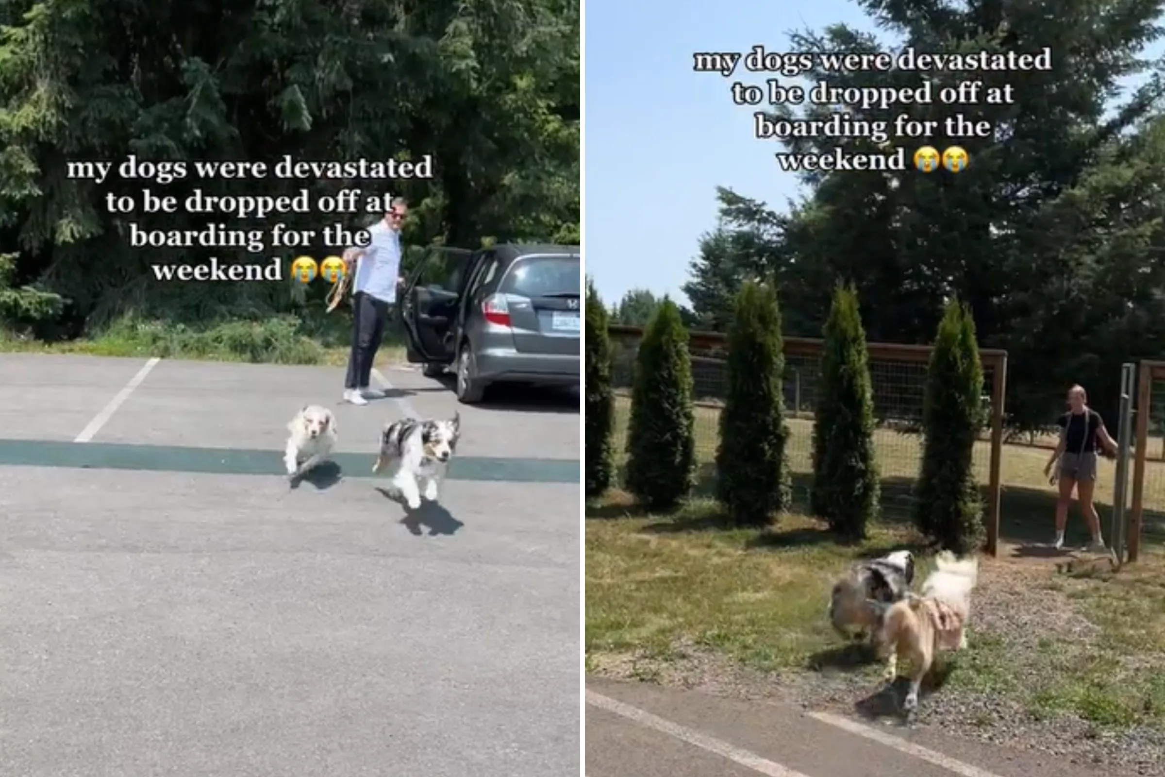 Woman Drops Her Two Dogs at Kennels, She Wasn't Expecting Their Reaction - Vimarsana News