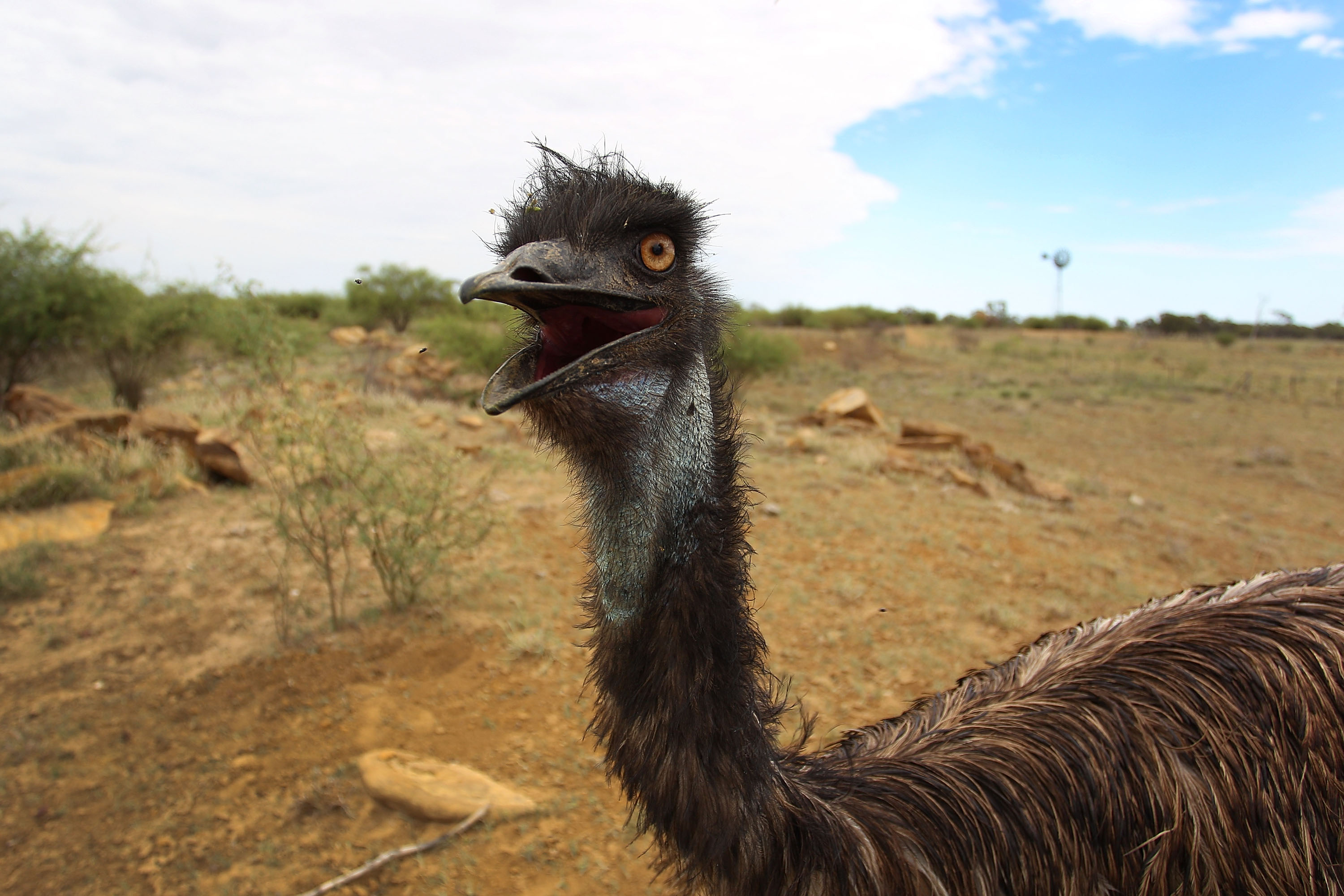 Ohio Officers Give Chase to Runaway Emu Dubbed ‘Large Chook’
