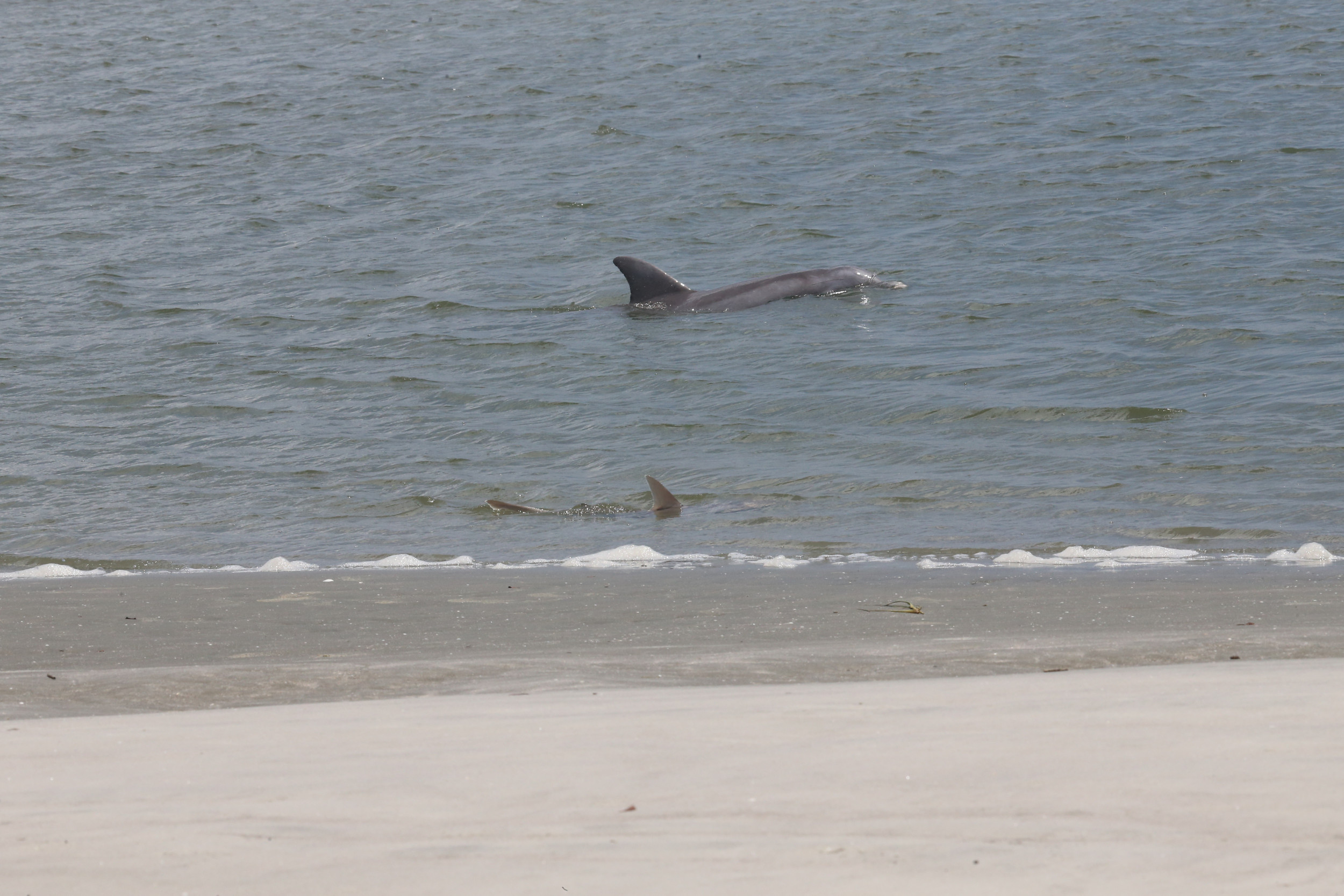 Dolphin and Shark Pictured Hunting Together Dolphin and Shark Pictured Hunting Together