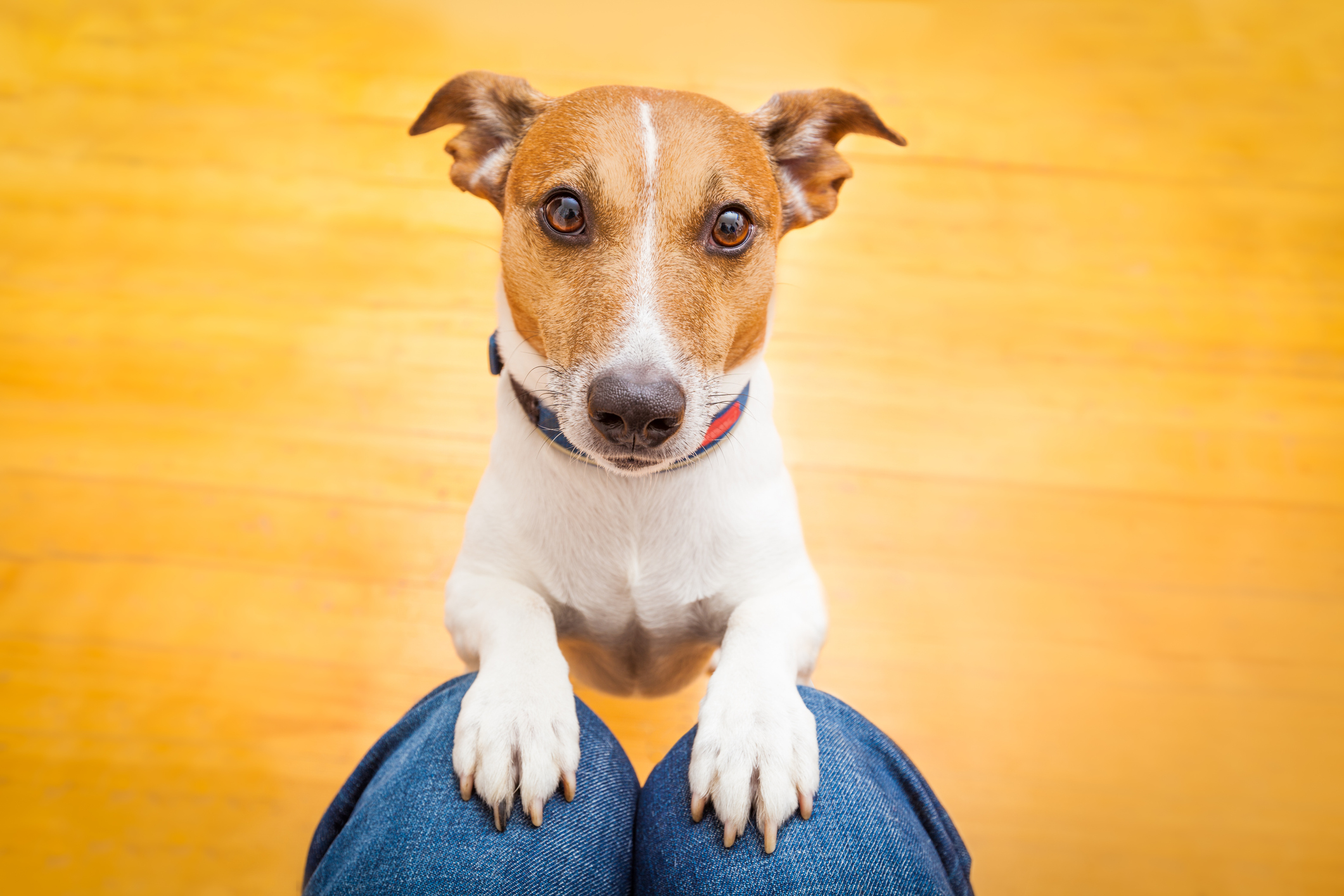 dog-who-feels-awkward-when-owner-stares-leaves-internet-in-hysterics