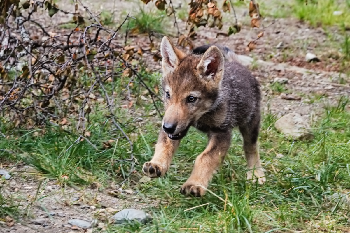 A baby wolf running