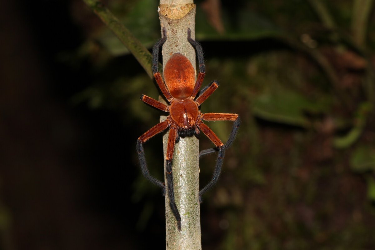 A new spider species Sadala rauli