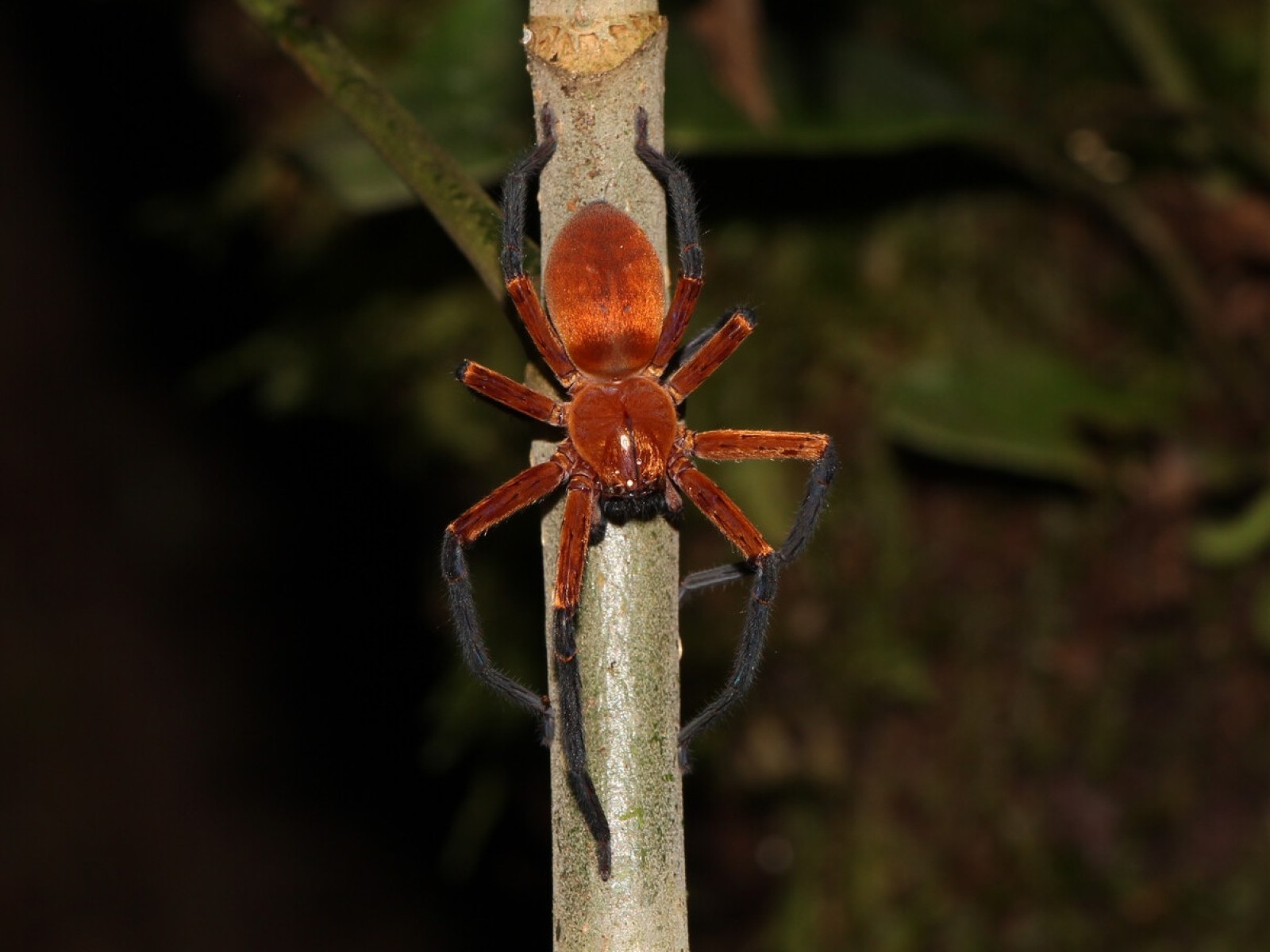 New Species of Giant Crab Spider Discovered in the  Rainforest