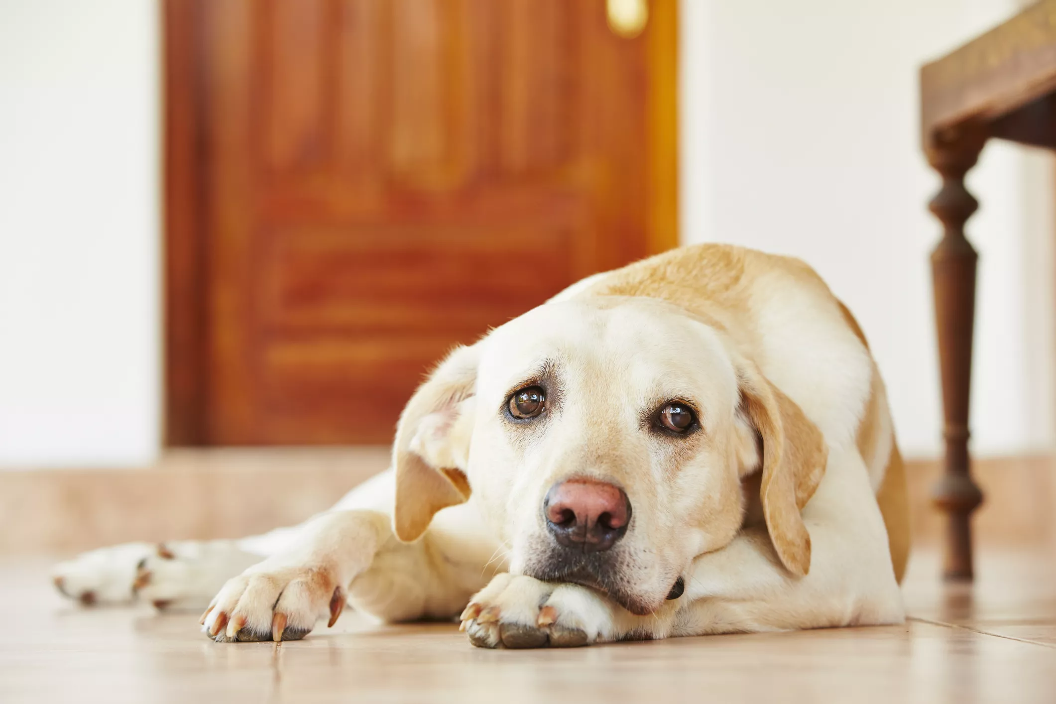 Labrador Who Can't Hide His Guilt Delights Internet: 'You Can't See Me' - Vimarsana News