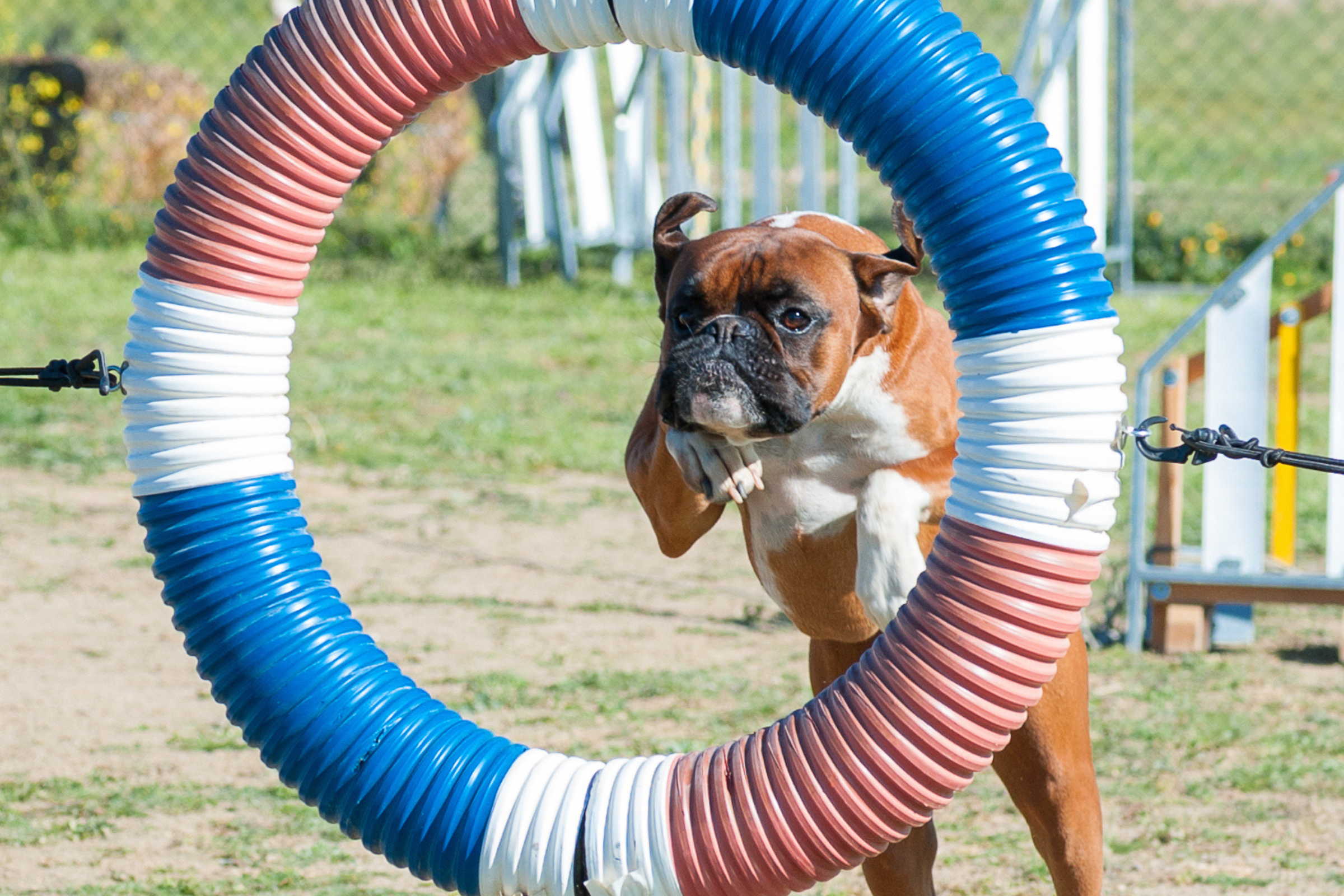 Internet in Stitches as Bulldog Learns How to Jump Through Hula Hoop