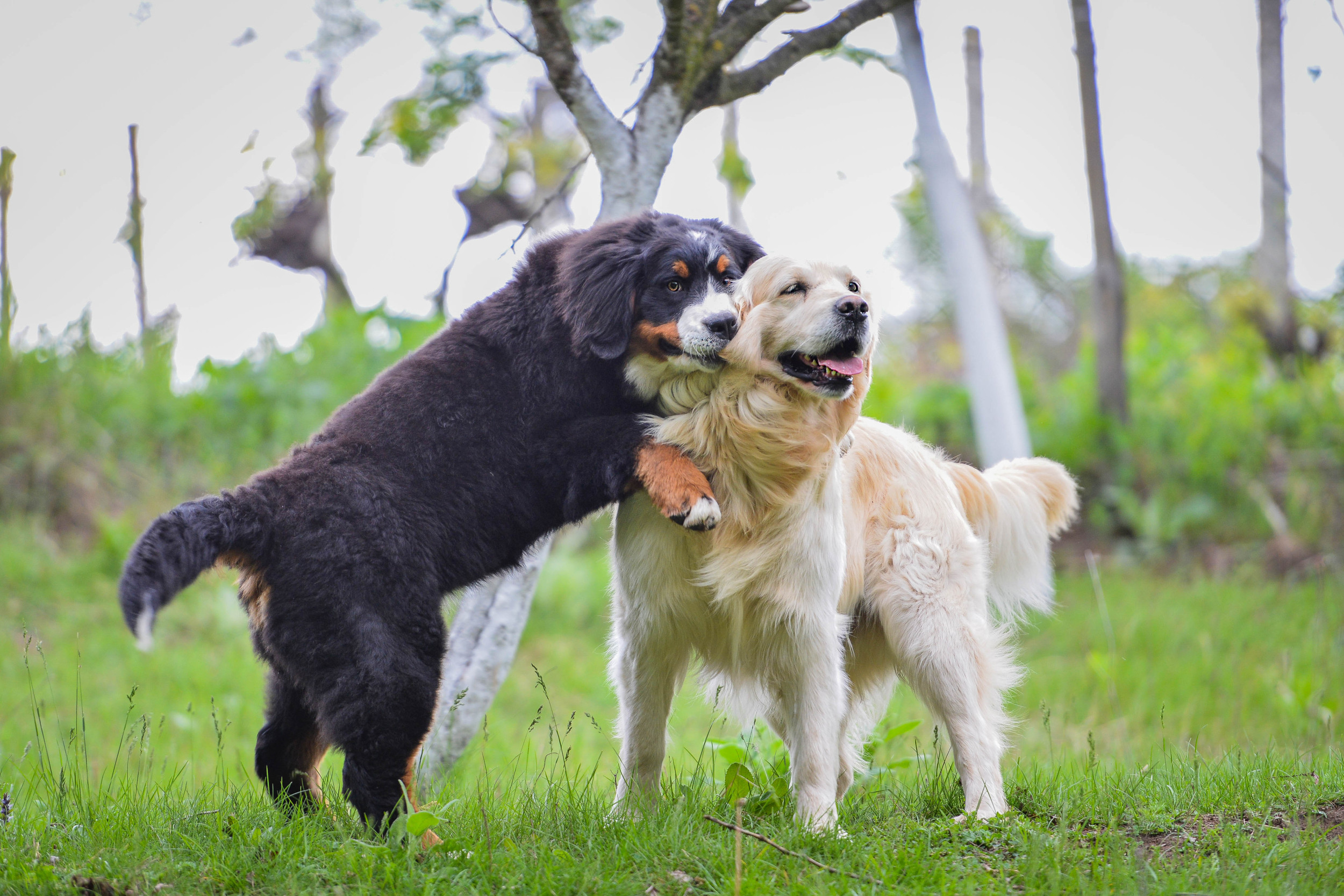 Rescue Dog Reunited With Golden Retriever Bestie After Surgery Melts Hearts