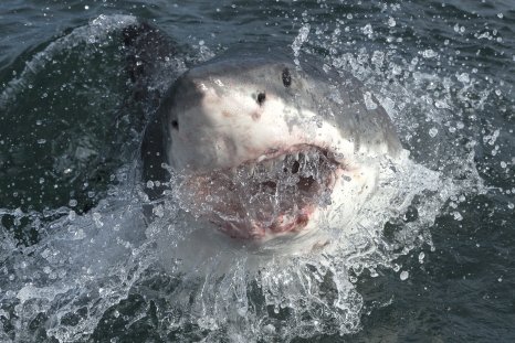 Seal Shark Attack::Appstore for Android