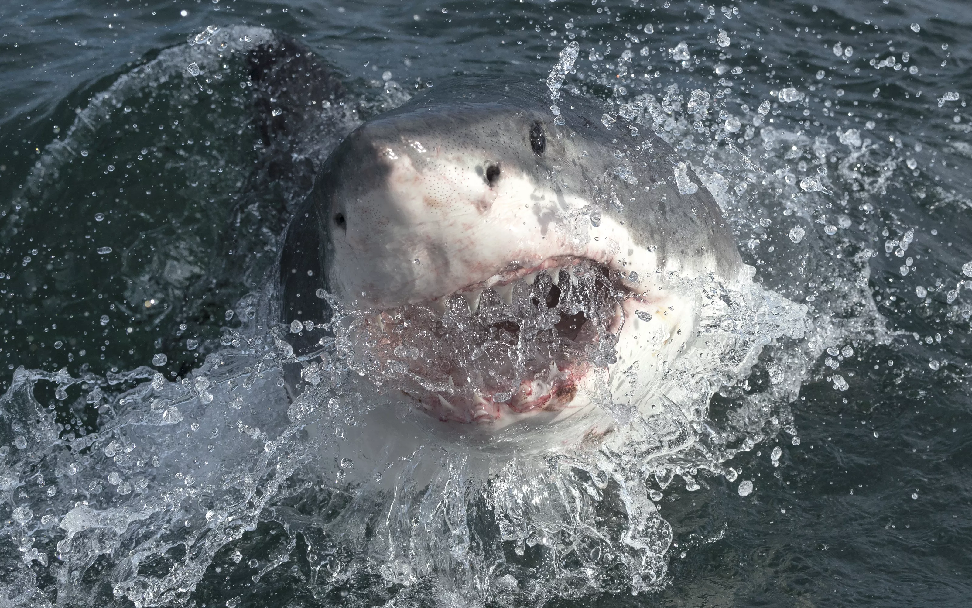 Cape Cod Revealed As One of the Largest White Shark Hotspots in the World - Vimarsana News