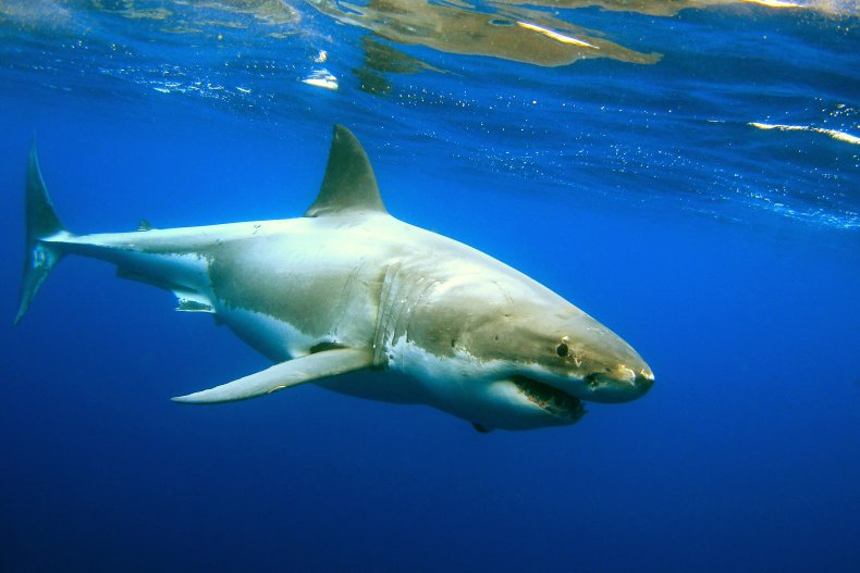 great white shark cape cod