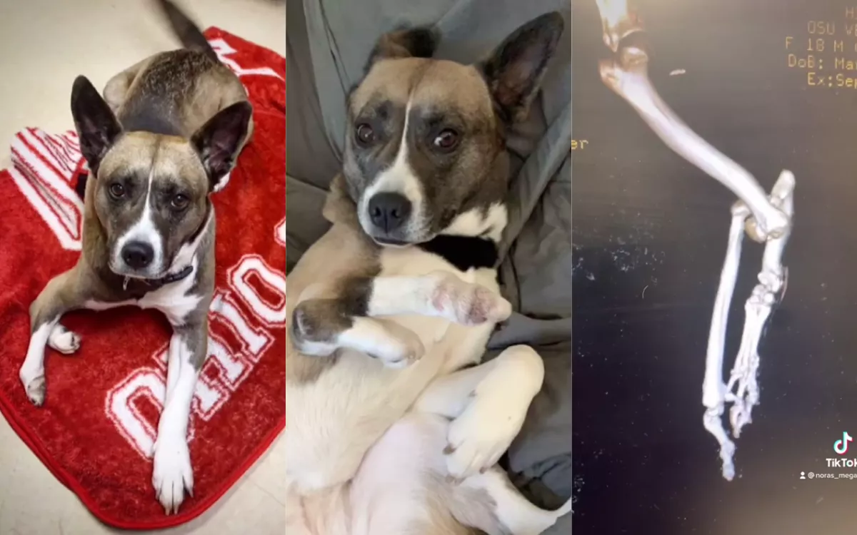 Rescue Dog Born With 5 Legs Adopted by Vet Tech Who Refuses To