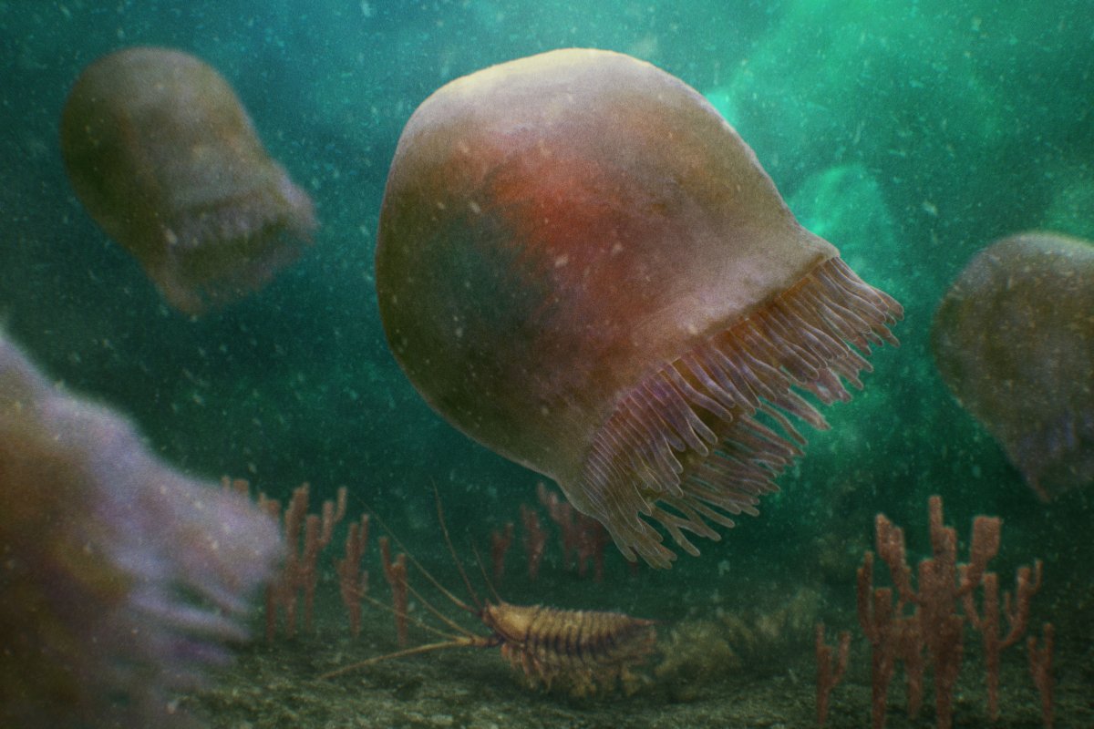 The ancient jellyfish Burgessomedusa phasmiformis