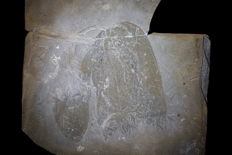 Ancient jellyfish fossils