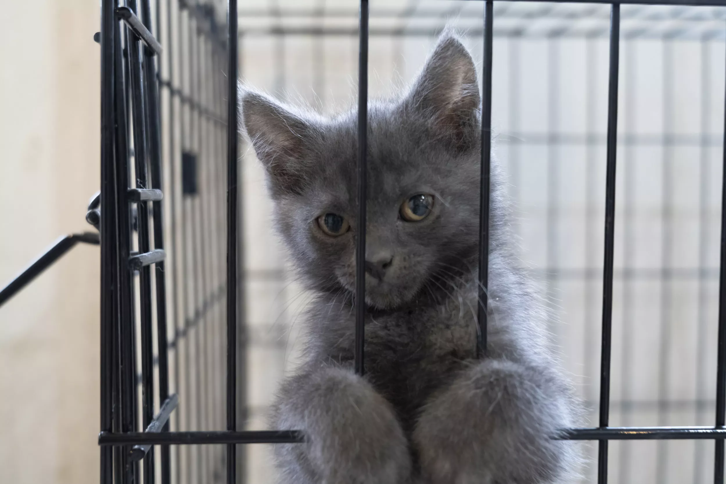 Rescue Kitten's Way of Escaping Cage Seen in Hilarious Clip—"Hairy Houdini" - Vimarsana News