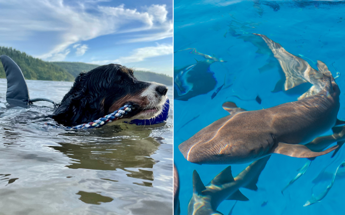 No One Can Believe This Dog Is Playing With a Baby Shark at the Beach