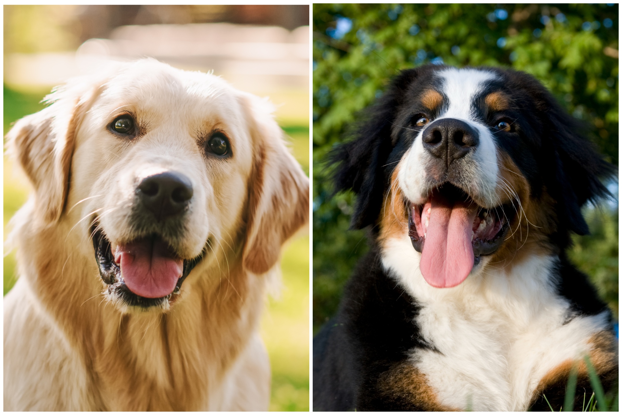Bernese Mountain Dog And Labrador Mix Stuns Internet With Unique Bernese Mountain Dog And Labrador Mix Stuns Internet With Unique