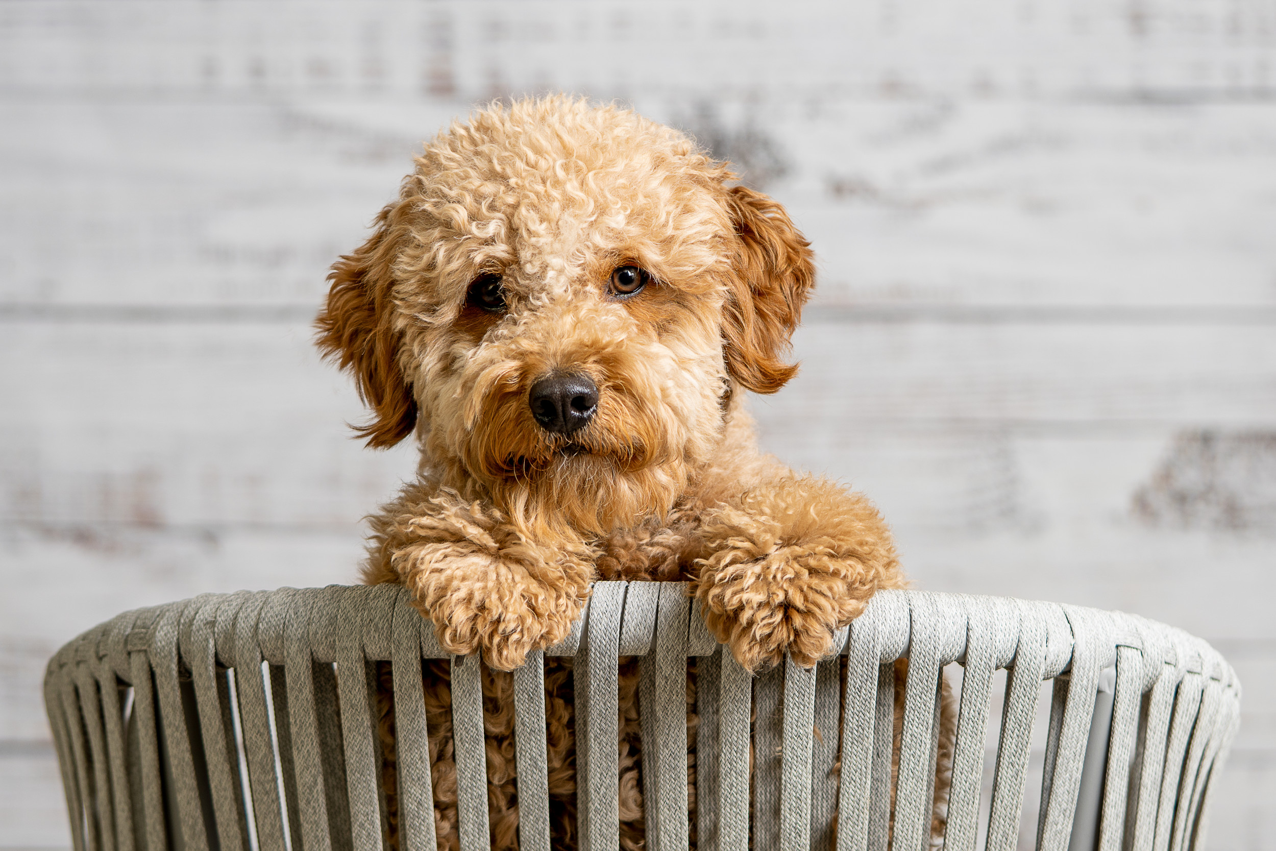 Mini Goldendoodle - An Intelligent, Adorable Companion