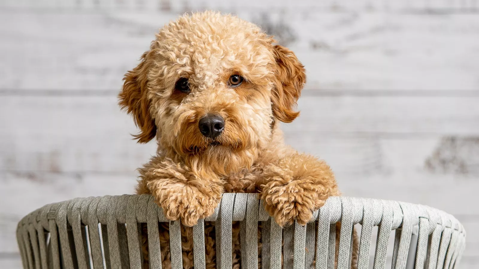 Goldendoodle american kennel club deals