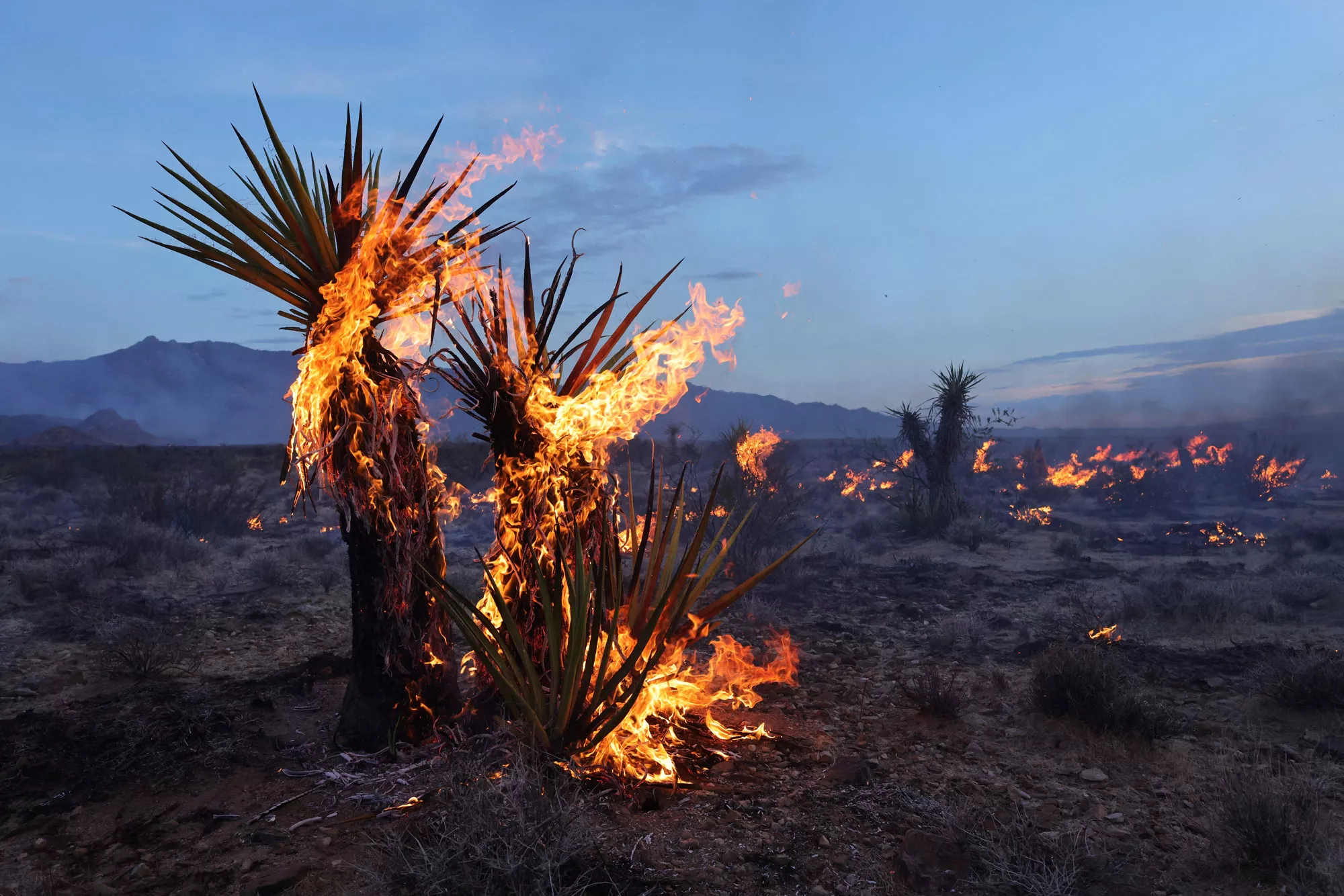 York Fire Map: California Blaze Grows to 80,000 Acres, Crosses Into Nevada - Vimarsana News