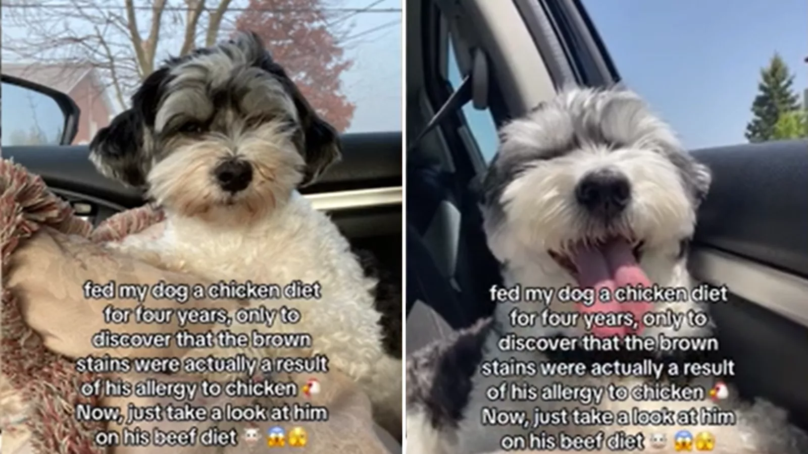 Owner Feeds Her Dog Chicken for Four Years Only to Make Shocking