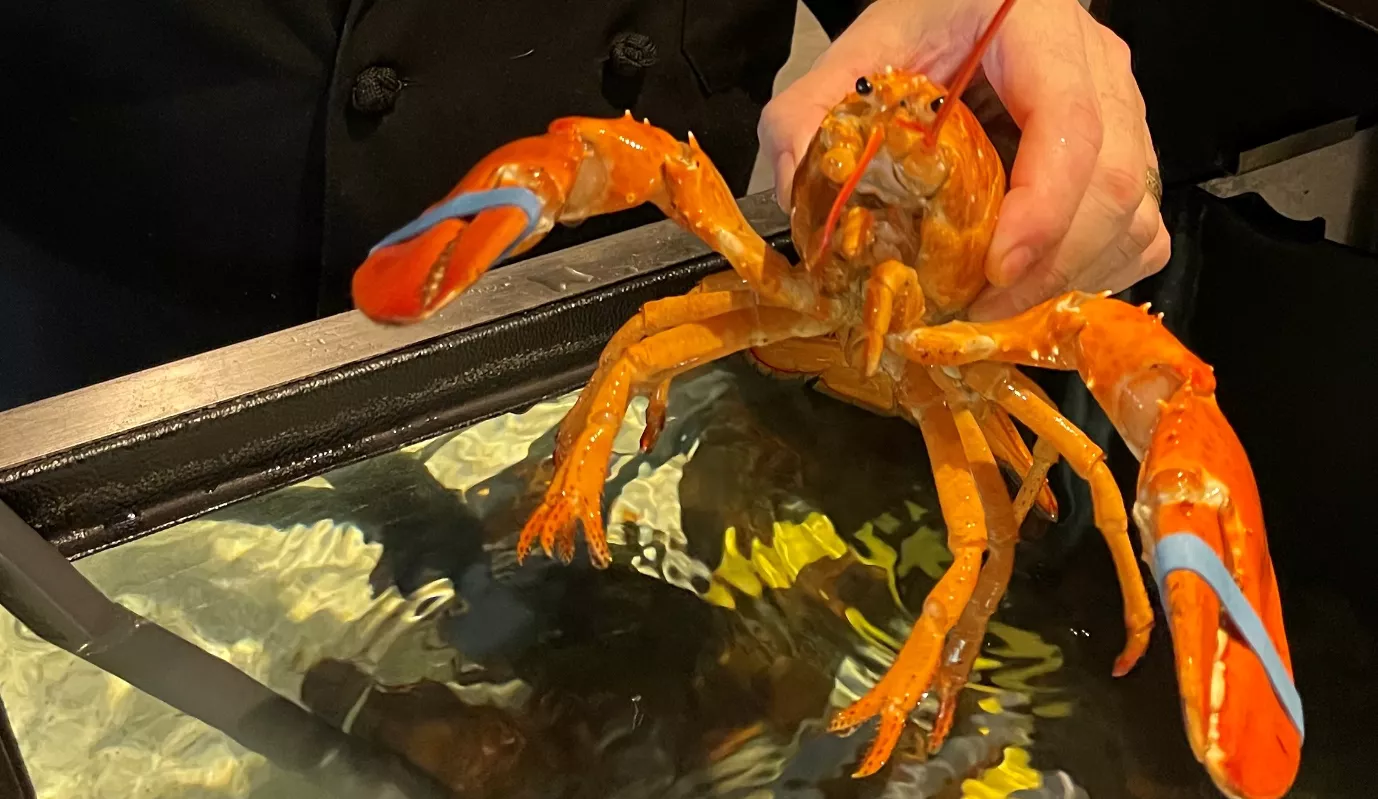 Arkansas Red Lobster Finds Rare Specimen Scientists Want to Study - Vimarsana News
